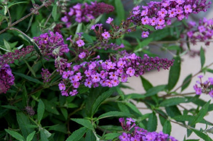  Vlinderstruik (Buddleja Davidii Free Petite® Dark Pink )