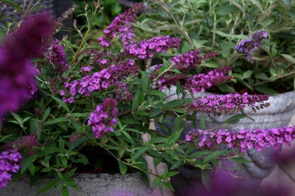  Vlinderstruik (Buddleja Davidii Free Petite® Dark Pink )