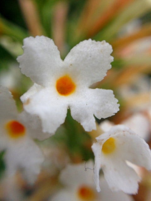  Vlinderstruik (Buddleja 'Free Petite® Snow White')