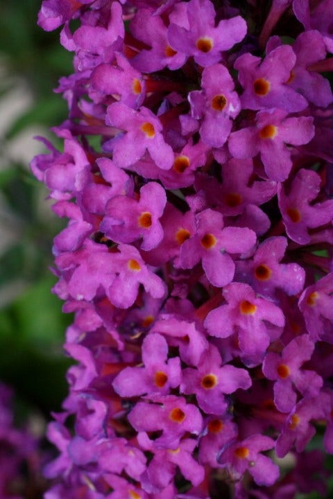  Vlinderstruik (Buddleja Davidii Petite 'Tutti Frutti')