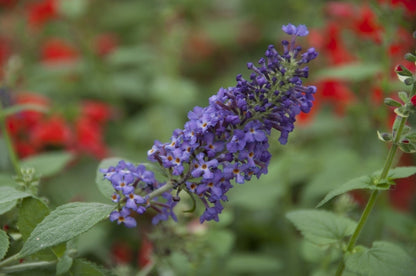  Vlinderstruik (Buddleja Free Petite 'Blue Heaven')