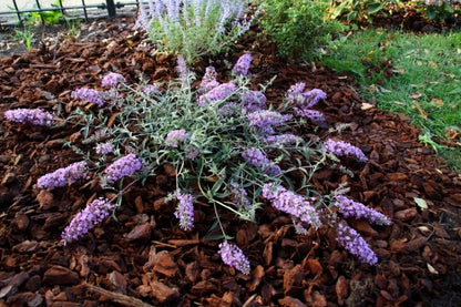  Vlinderstruik (Buddleja 'Free Petite® Lavender Flow')