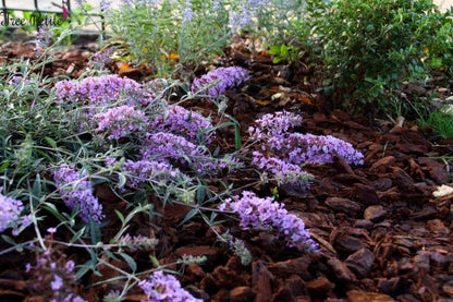  Vlinderstruik (Buddleja 'Free Petite® Lavender Flow')