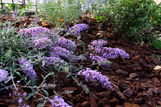  Vlinderstruik (Buddleja 'Free Petite® Lavender Flow')