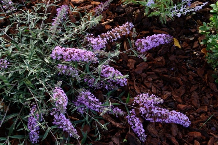  Vlinderstruik (Buddleja 'Free Petite® Lavender Flow')