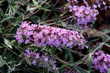  Vlinderstruik (Buddleja 'Free Petite® Lavender Flow')