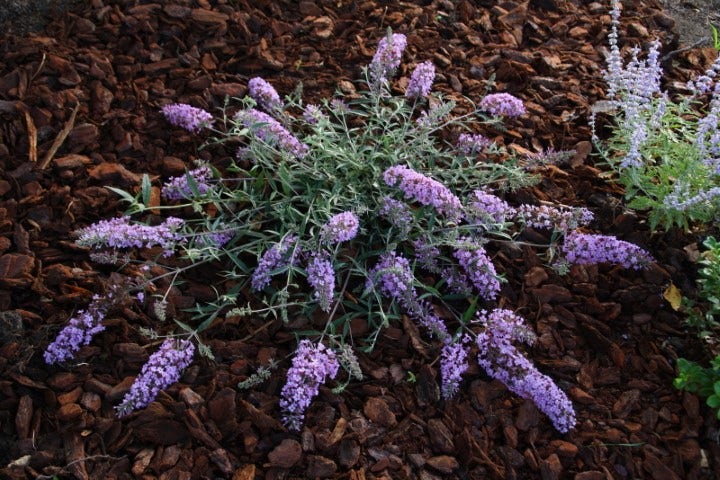  Vlinderstruik (Buddleja 'Free Petite® Lavender Flow')