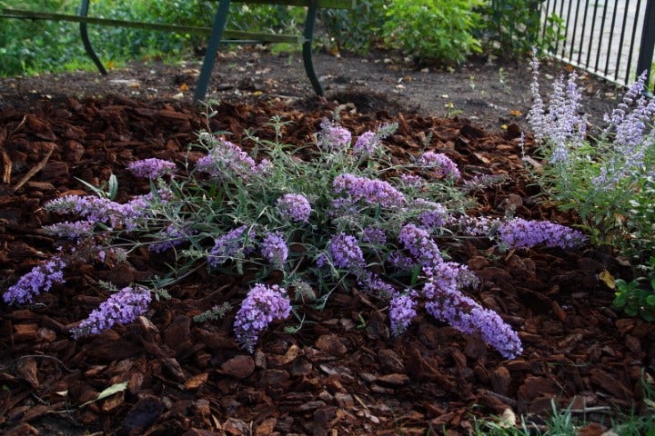  Vlinderstruik (Buddleja 'Free Petite® Lavender Flow')