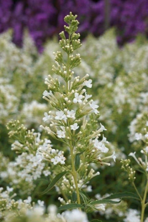  Vlinderstruik (Buddleja 'Free Petite® Snow White')