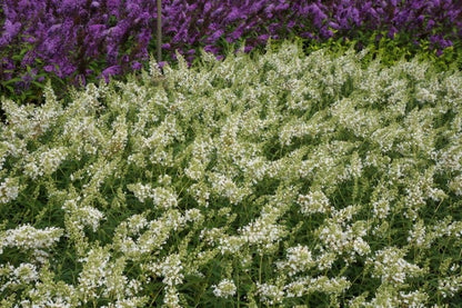  Vlinderstruik (Buddleja 'Free Petite® Snow White')