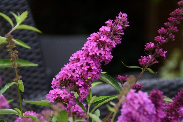  Vlinderstruik (Buddleja Davidii Petite 'Tutti Frutti')
