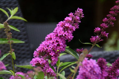  Vlinderstruik (Buddleja Davidii Petite 'Tutti Frutti')