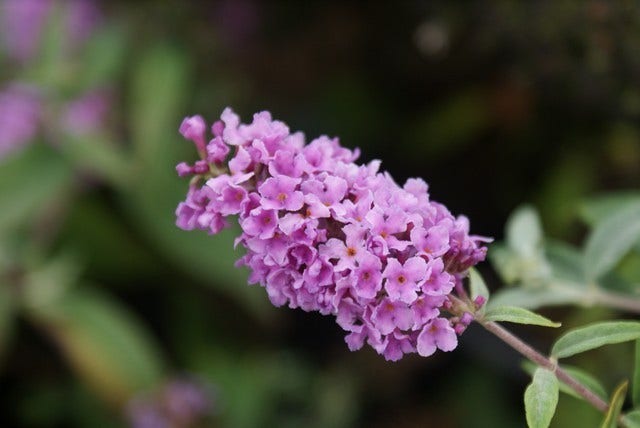  Vlinderstruik (Buddleja 'Lilac Chip')