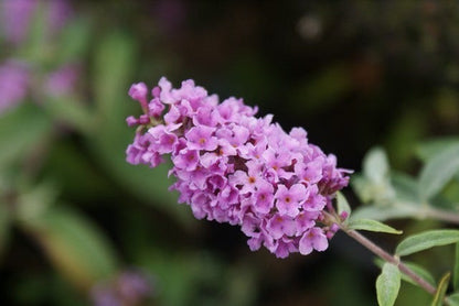  Vlinderstruik (Buddleja 'Lilac Chip')