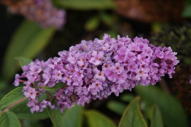  Vlinderstruik (Buddleja 'Lilac Chip')