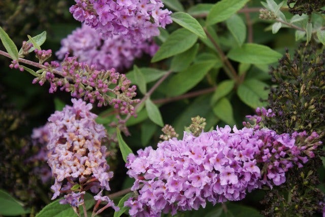  Vlinderstruik (Buddleja 'Lilac Chip')