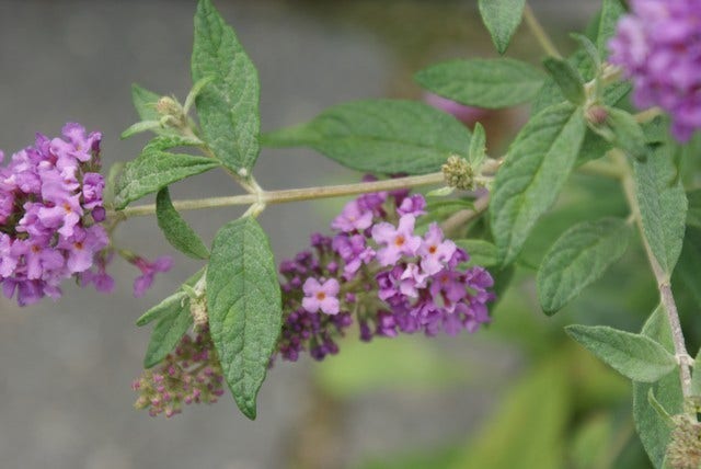  Vlinderstruik (Buddleja 'Lilac Chip')