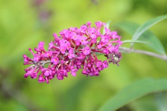  Vlinderstruik (Buddleja 'Miss Ruby')