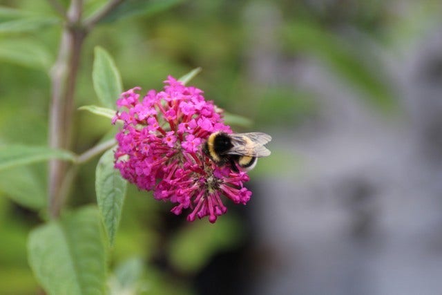  Vlinderstruik (Buddleja 'Miss Ruby')