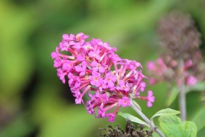  Vlinderstruik (Buddleja 'Miss Ruby')