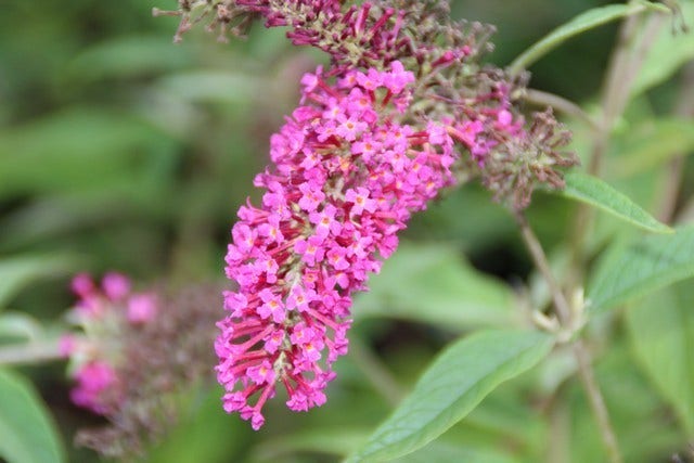  Vlinderstruik (Buddleja 'Miss Ruby')