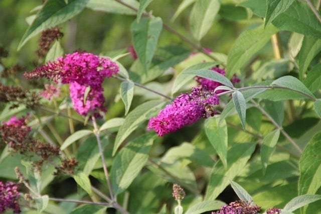  Vlinderstruik (Buddleja 'Miss Ruby')