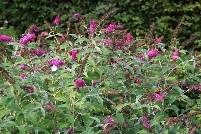  Vlinderstruik (Buddleja 'Miss Ruby')