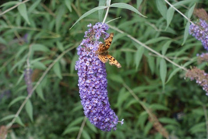  Vlinderstruik (Buddleja Davidii 'Nanho Blue')