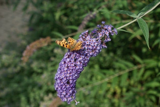  Vlinderstruik (Buddleja Davidii 'Nanho Blue')