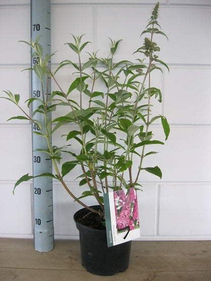  Vlinderstruik (Buddleja Davidii 'Pink Delight')