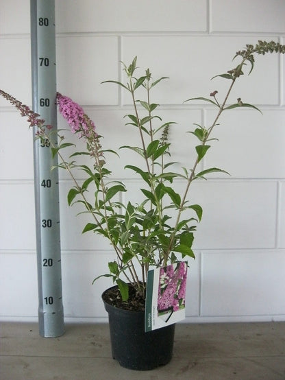  Vlinderstruik (Buddleja Davidii 'Pink Delight')