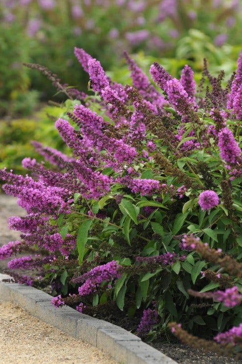  Vlinderstruik (Buddleja Davidii Petite 'Tutti Frutti')