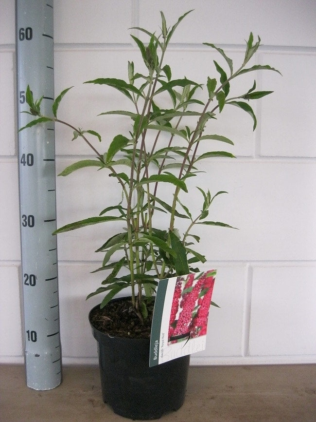  Vlinderstruik (Buddleja Davidii 'Royal Red')