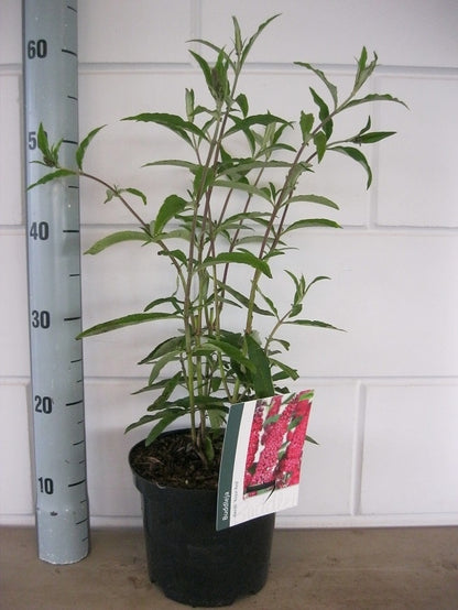  Vlinderstruik (Buddleja Davidii 'Royal Red')