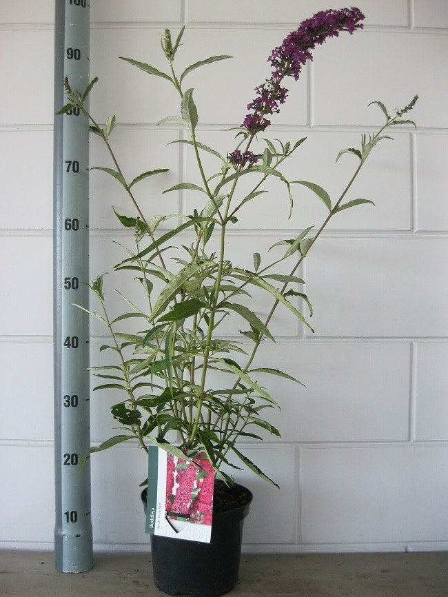  Vlinderstruik (Buddleja Davidii 'Royal Red')