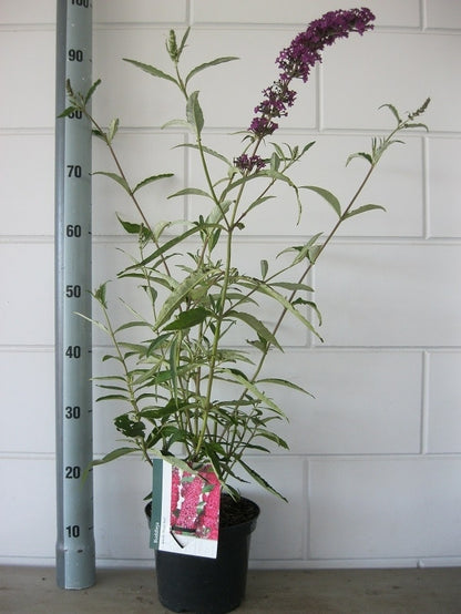  Vlinderstruik (Buddleja Davidii 'Royal Red')