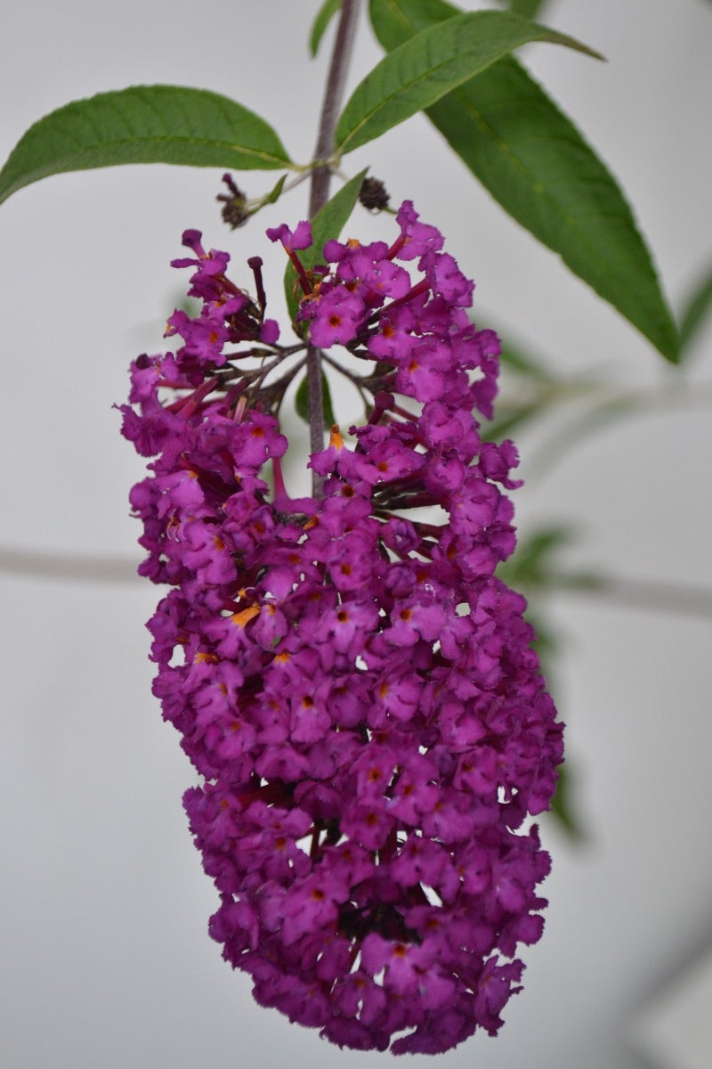  Vlinderstruik (Buddleja Davidii 'Royal Red')