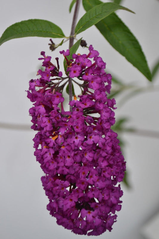  Vlinderstruik (Buddleja Davidii 'Royal Red')