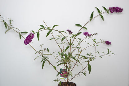  Vlinderstruik (Buddleja Davidii 'Royal Red')