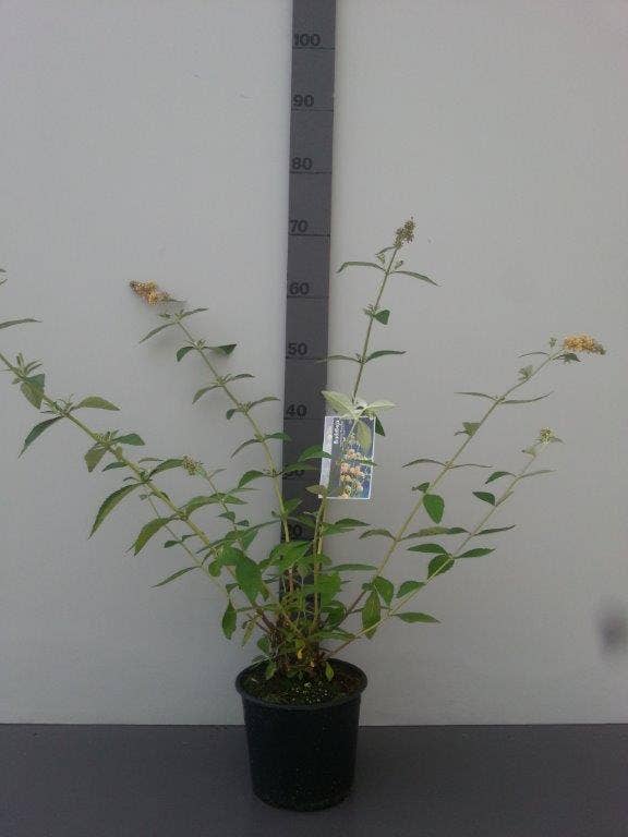  Vlinderstruik (Buddleja Weyeriana 'Sungold')