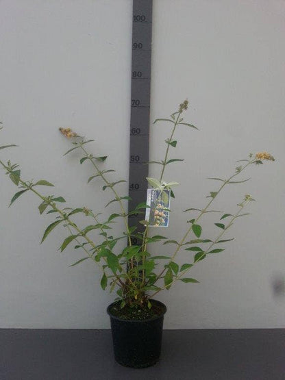  Vlinderstruik (Buddleja Weyeriana 'Sungold')