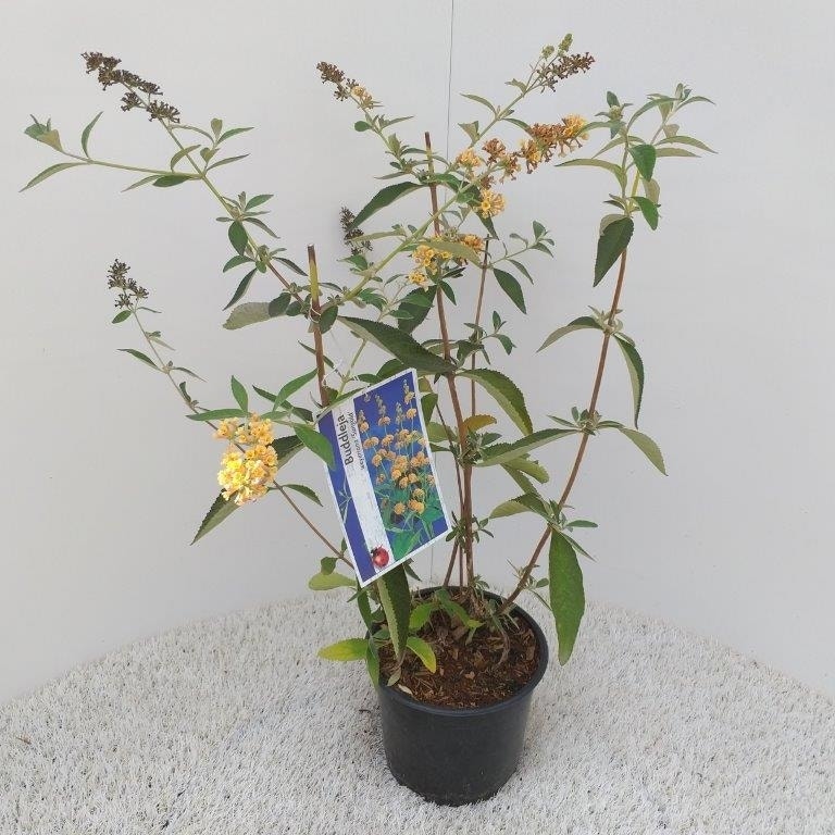  Vlinderstruik (Buddleja Weyeriana 'Sungold')