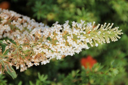  Vlinderstruik (Buddleja 'White Ball')