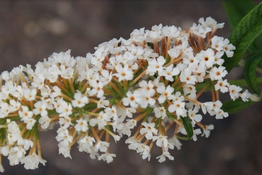  Vlinderstruik (Buddleja 'White Ball')