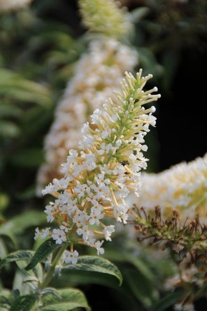  Vlinderstruik (Buddleja 'White Ball')