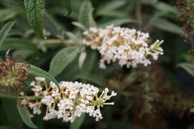  Vlinderstruik (Buddleja 'White Ball')