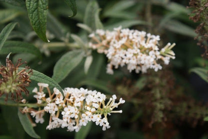  Vlinderstruik (Buddleja 'White Ball')