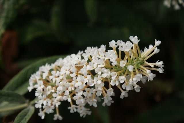  Vlinderstruik (Buddleja 'White Ball')