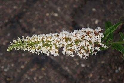  Vlinderstruik (Buddleja 'White Ball')