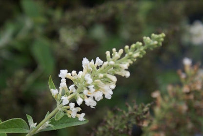  Vlinderstruik (Buddleja 'White Chip')